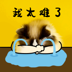 應屆生身份很值錢？！大學畢業(yè)考公or考研，關鍵在于……